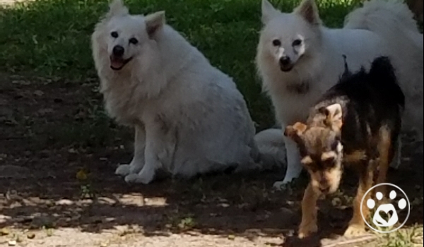care for american eskimo dog emergency funds for harvey u0027s forgotten victims medical care medic care for american eskimo dog emergency funds for harvey u0027s forgotten victims medical care medic
