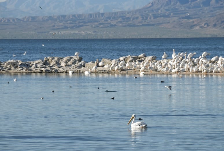 salton sea weekend