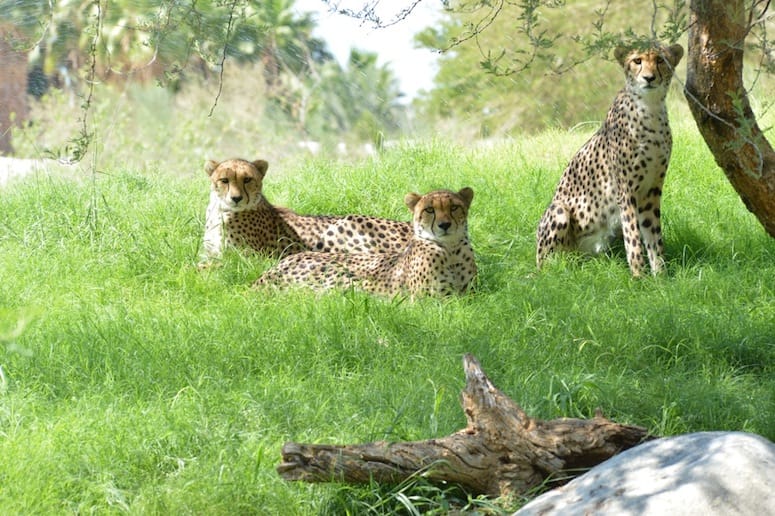 The Living Desert