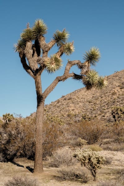 joshuatree