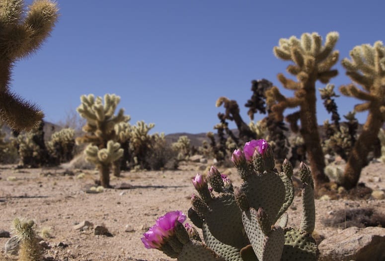 Cactus at Joshua Tree National Park