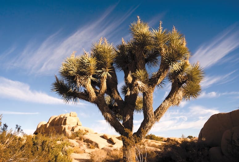 Joshua Tree