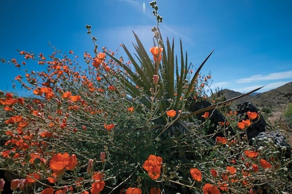 desertflowernames