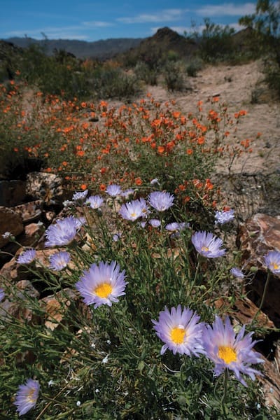 wildflowerspalmsprings
