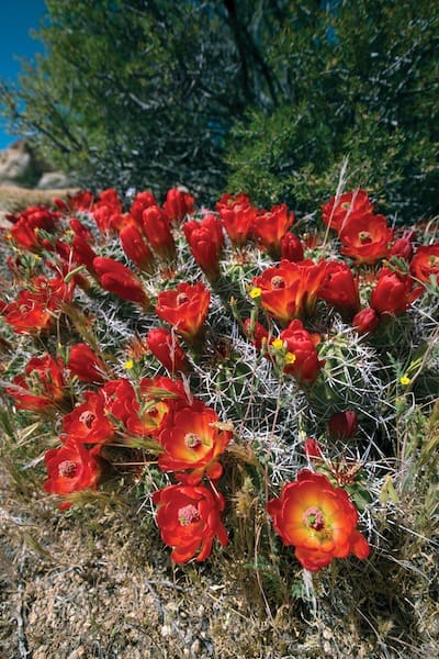 cactusflowers