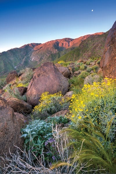 palmspringsflowers