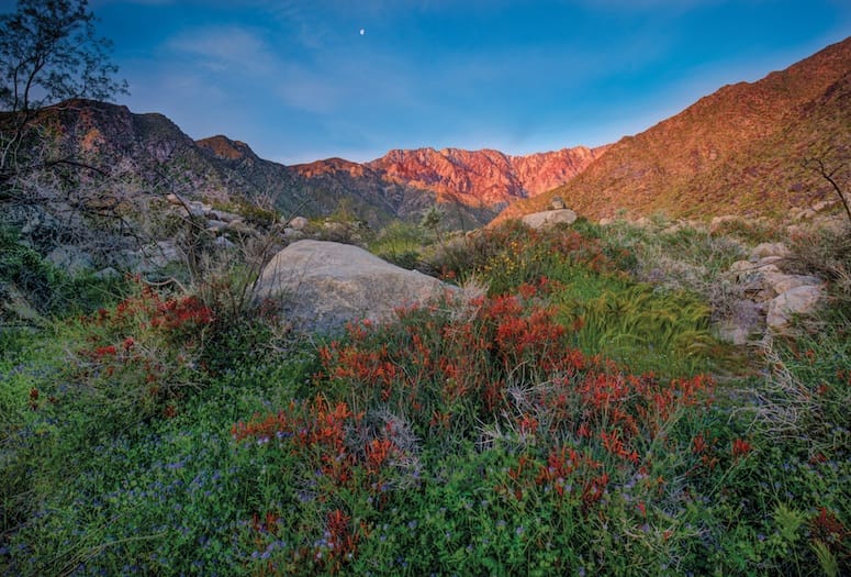 Whitewater Preserve wild flowers