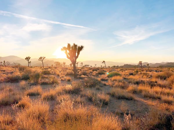joshuatreenationalpark