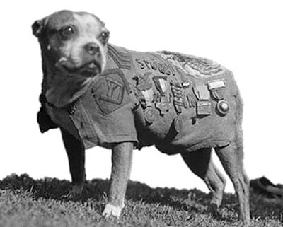 sgtstubby