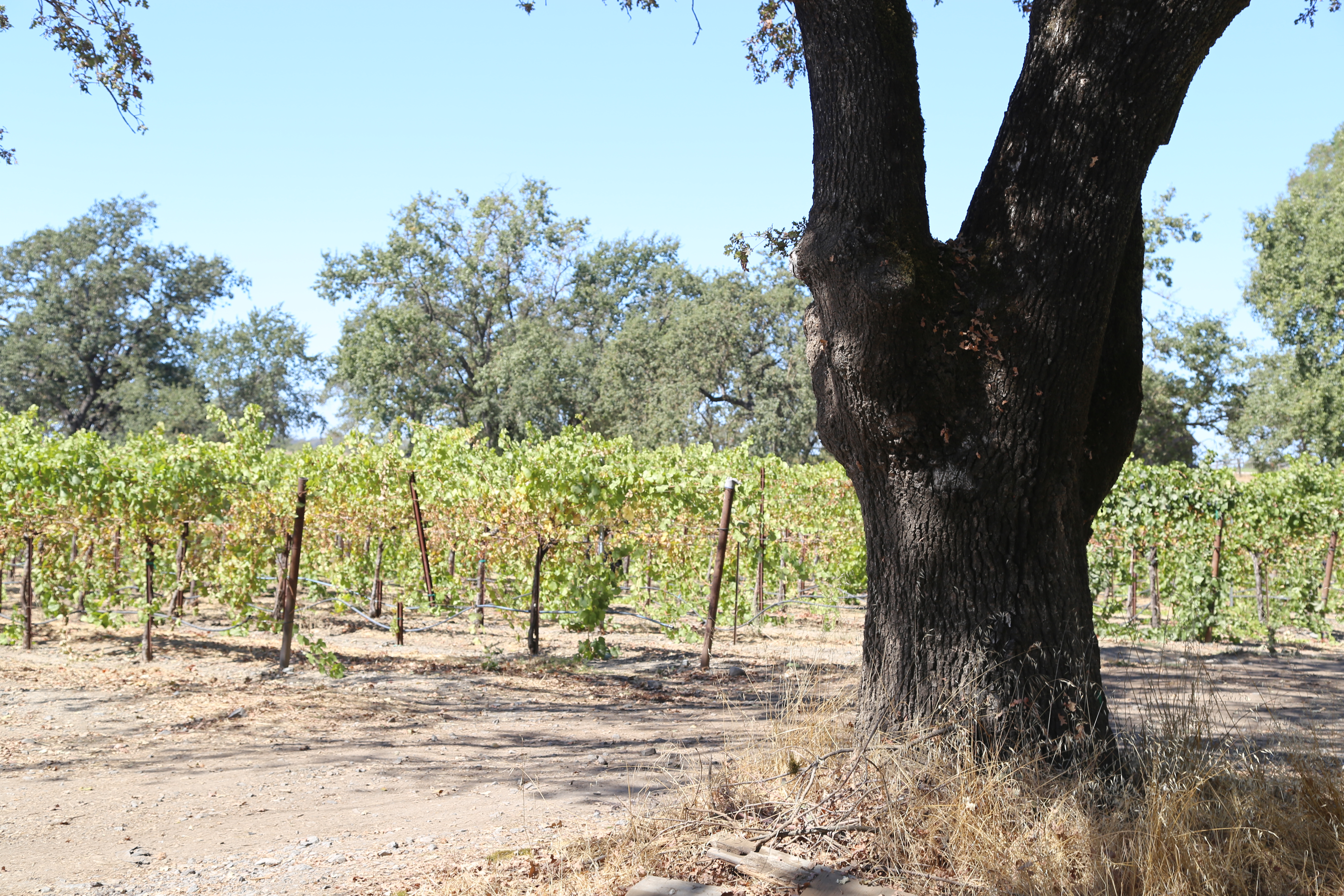 Vineyard 5