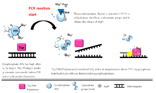AccuPower® PyroHotStart Taq PCR PreMix diagram of enzyme reaction involving 