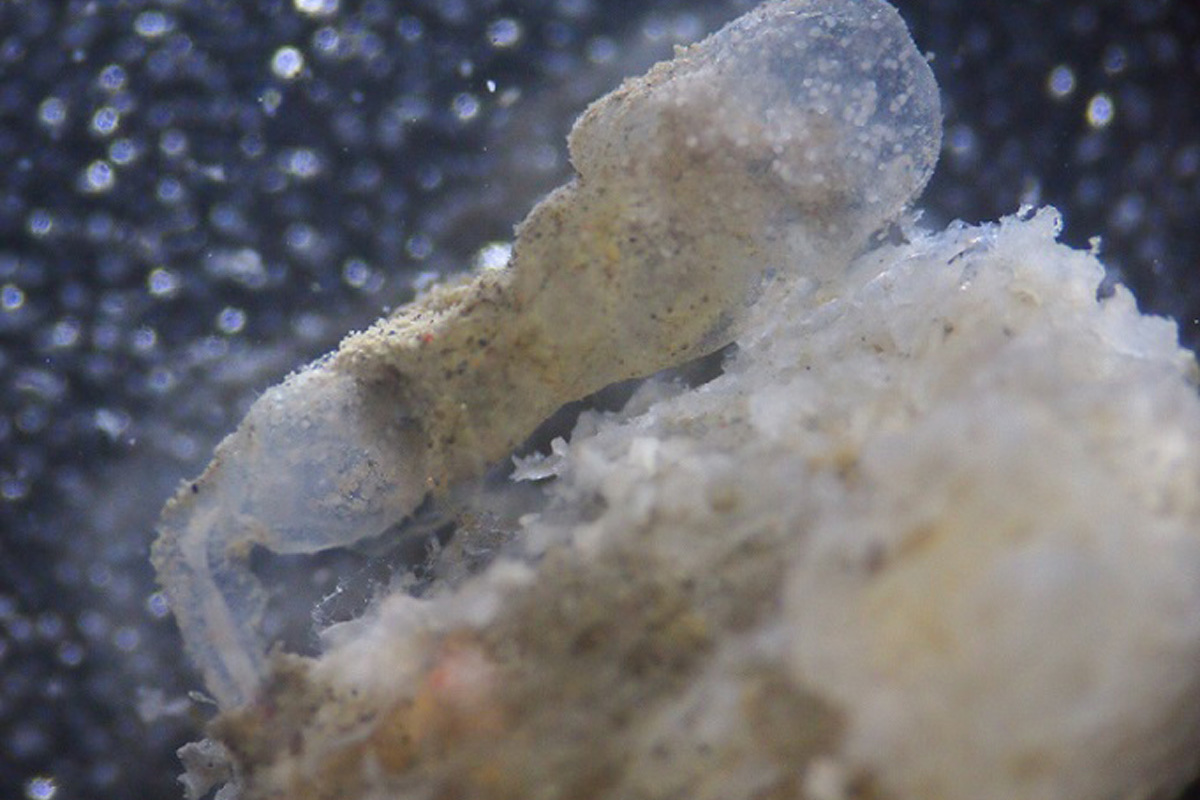 Bone eating zombie worms discovered in Mediterranean Earth Archives