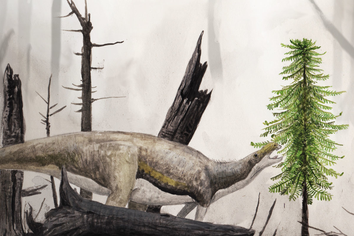 Wollemi pine, Cretaceous survivor of Australia Earth Archives