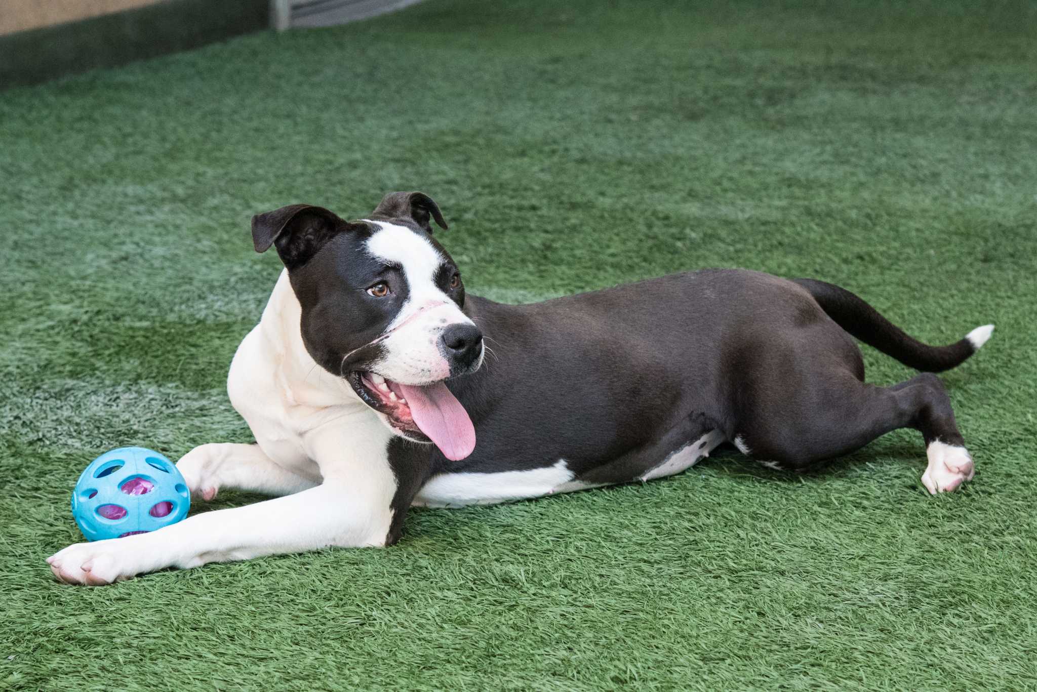 sf adoption pit bull recovers ready for adoption sfbay sf adoption pit bull recovers ready for adoption sfbay