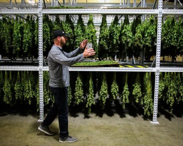 Supervisor Dale Ramos harvests plants to be processed at Butterbrand Farms on Friday, August 18, 2017, in San Francisco, Calif. SOURCE: Liz Hafalia