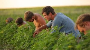 Small cannabis farmer outlook