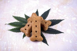 Dog treat and cannabis leaves over white wood board - medical marijuana for pets concept