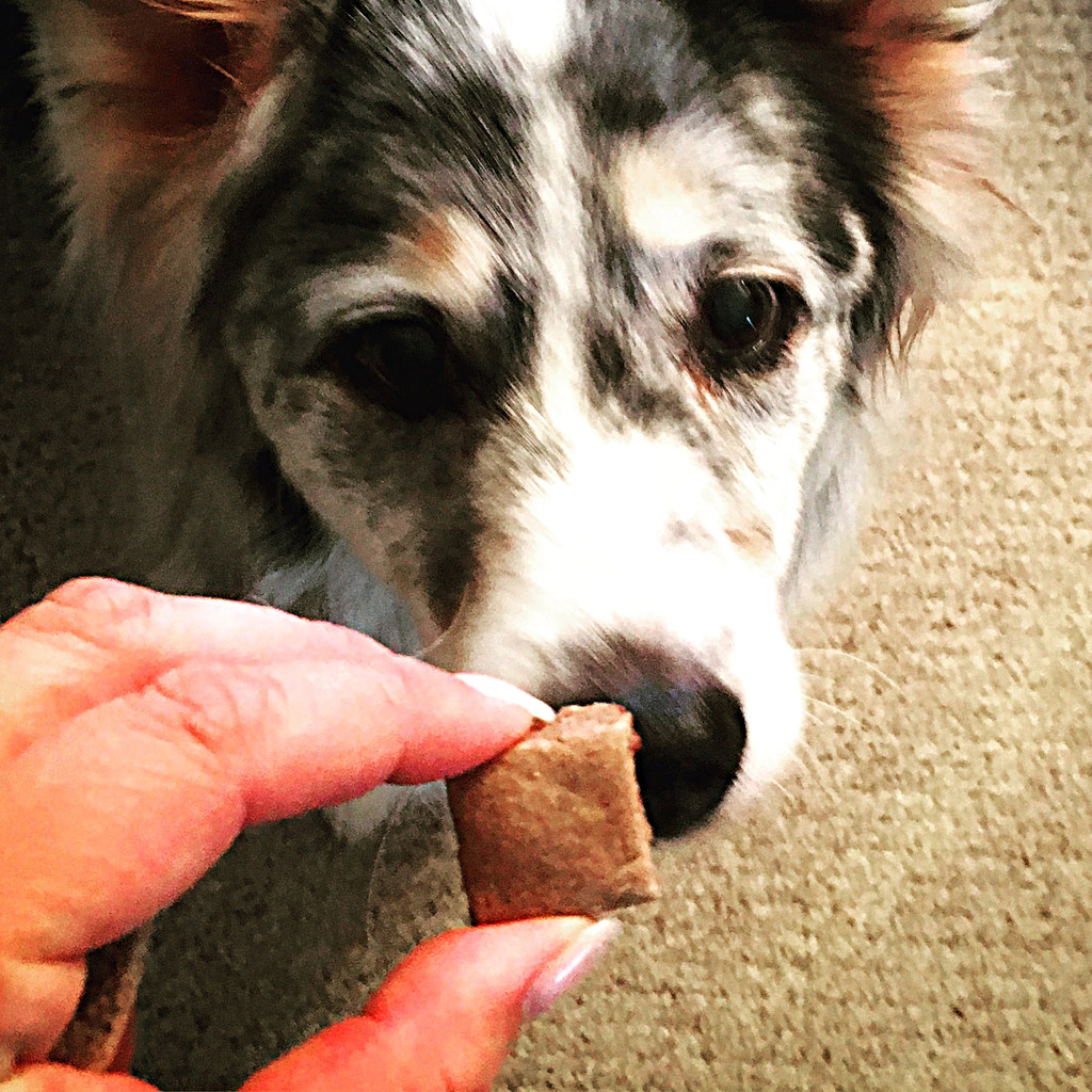 Harley, a 16 year old Australian Shepherd, takes a dog treat that is infused with CBD oil. The Edibites dog treat is made up of organic ingredients and CO2 extraction for CBD oil. These cookies give Harley relief for her anxiety and pain due to her arthritic hips.