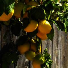 Lemon Tree