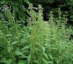 Nettles