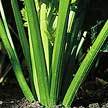 Celery: Conquistador image