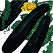 Squash, Summer: Green Eclipse Zucchini image