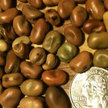 Bean, Fava: Sweet Lorane image