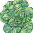 Lettuce: Nevada image