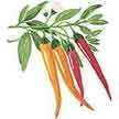 Peppers: Orange Thai image