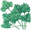 Cilantro & Coriander: Cilantro, confetti image