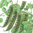 Peas: Snow Pea Carouby de Maussane image