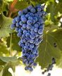 Grape: Cabernet Sauvignon image