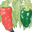 Peppers: Pepper Poblano image