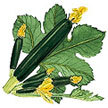 Squash, Summer: Aristocrat image