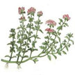 Thyme: Creeping image
