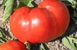 Tomato: Russian 117 image