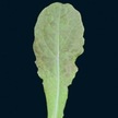 Lettuce: Cracoviensis image