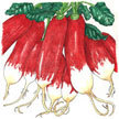 Radish: Raphanus 'Patricia' image
