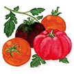Tomato: Rainbow's End image