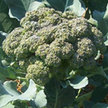 Broccoli: Premium Crop image