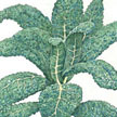 Kale: Nero Di Toscana image