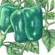 Peppers: Big Bertha Hybrid image