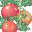 Tomato: Duchess image