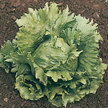 Lettuce: Crispino image