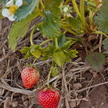 Strawberry: Fort Laramie image