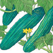 Cucumber: Marketmore image