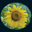 Sunflower: Tarahumara White Seeded image