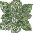 Spinach: Spinach Bloomsdale Organic Heirloom Seed image
