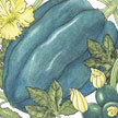 Squash, Winter: Tuffy Acorn Squash image