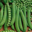 Peas: Purple Podded Pole Beans image